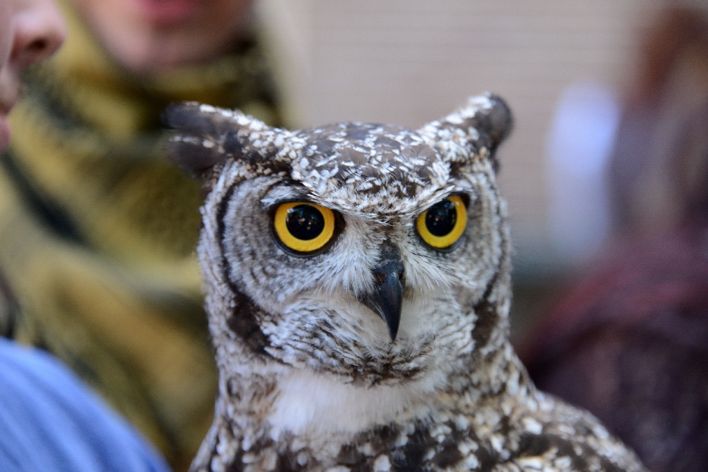 ../Images/Castlefest 2016 Zaterdag 218.jpg